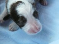 7. Brown bitch Milly 4 days old